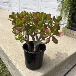 Jade Succulent 