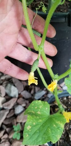 Organic coocumber plant