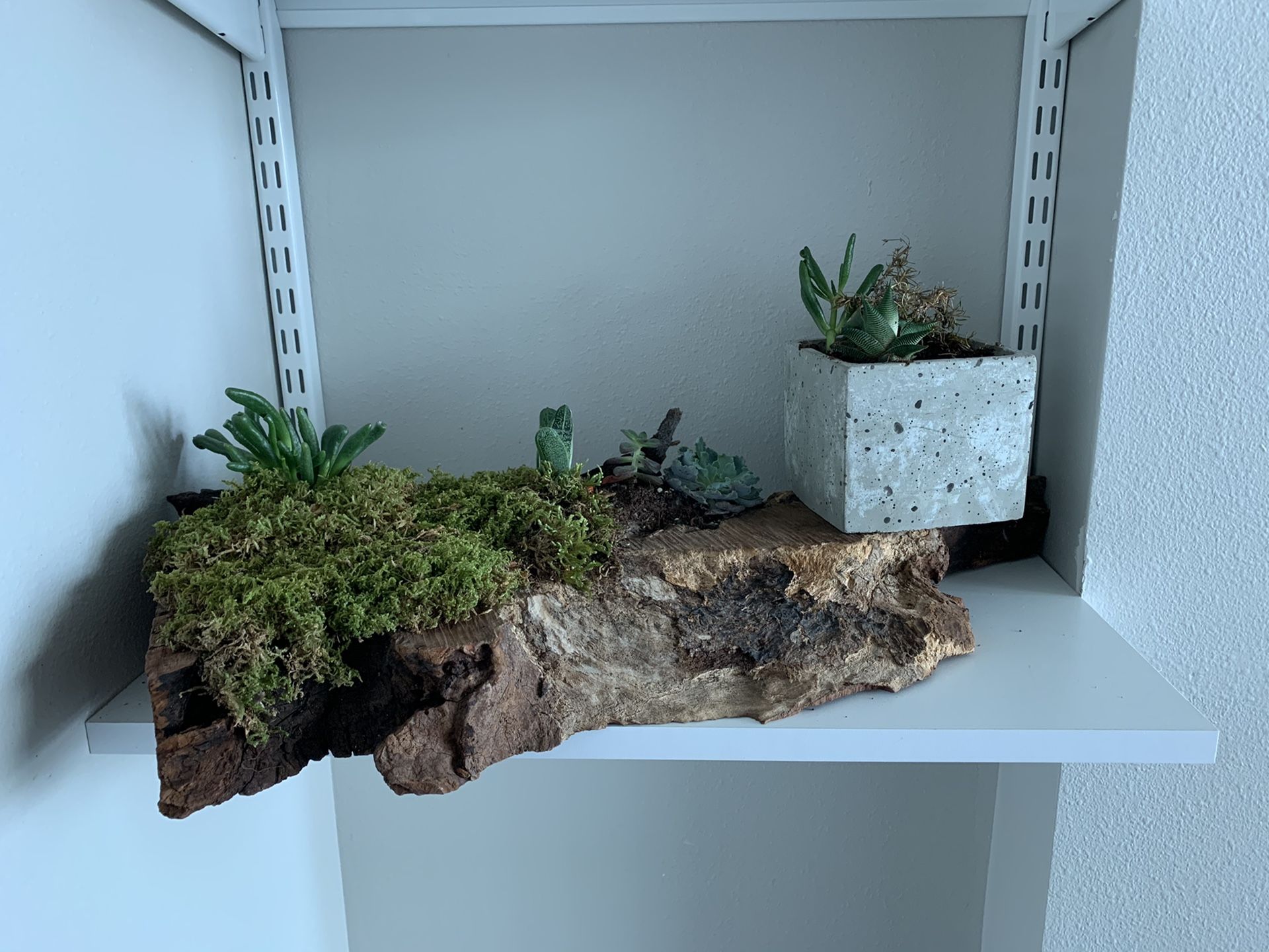 Set of Decorative Succulents on Wood / Concrete