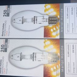 Light Bulbs 