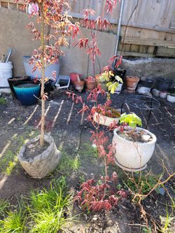 Maple 🍁 trees,  as bonside,