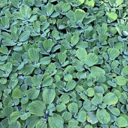 Pond Lettuce Plants
