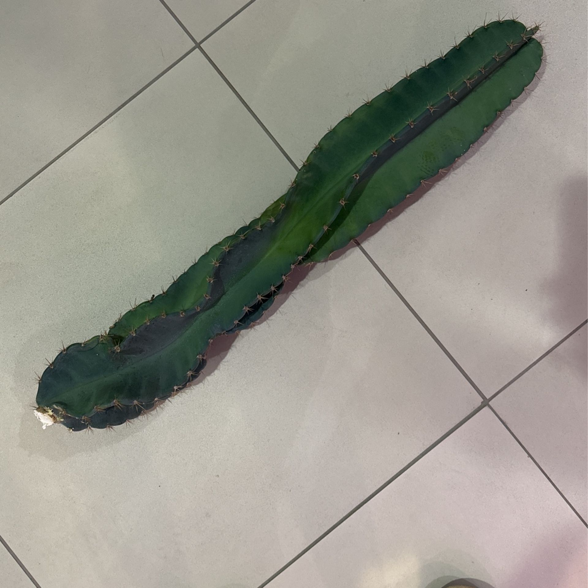 🌵 30” Tall Spiral Cereus Cactus Cutting • Cacti 🌵