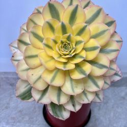 Beautiful Variegated Aeonium Succulent Big Plant 🪴 