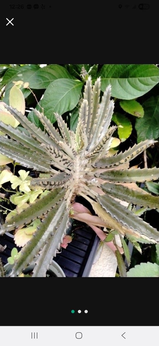 Mother of a Thousand Houseplant Succulent