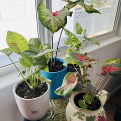 Indoor Plants 15 Each for Sale in Phoenix, AZ - OfferUp