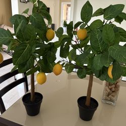 2- Lemon Trees Decor 