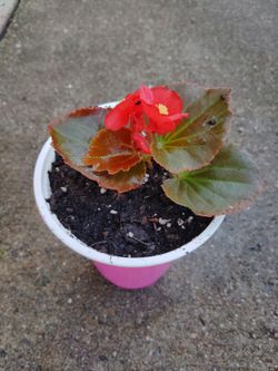 plantas $2 cada una