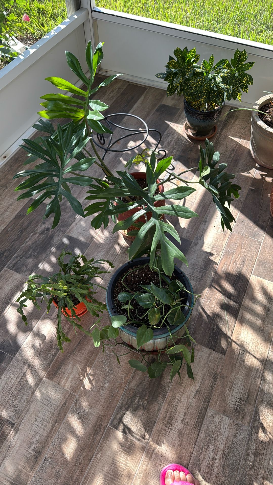 Live Plants