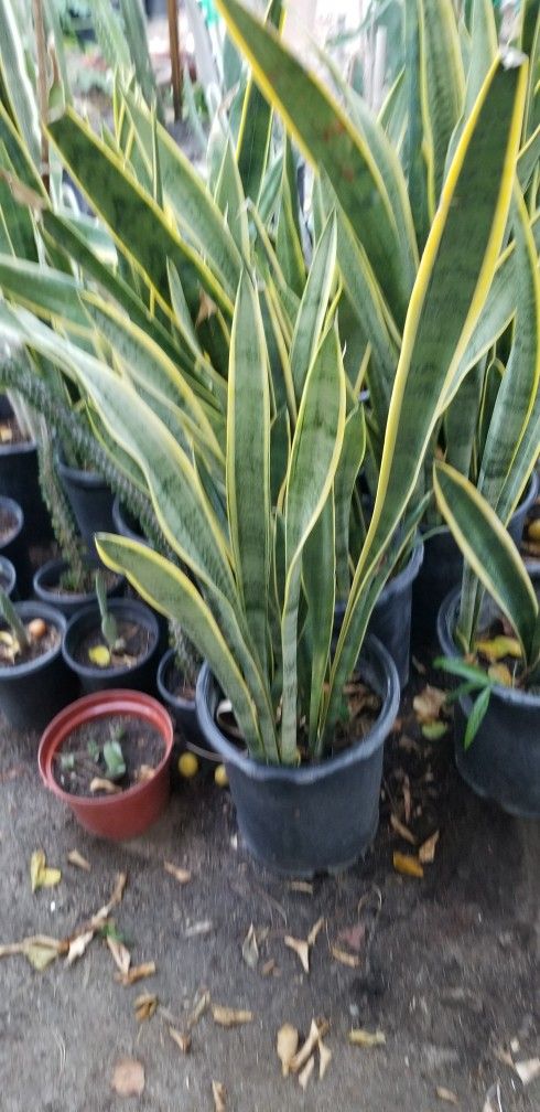 Snake and Spider plants