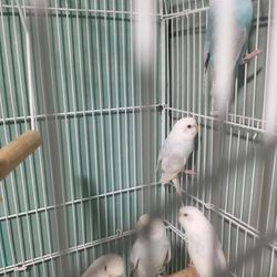 White Birds Cage