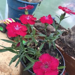 Pink Dianthus - 1 Pot (4 inch) Cluster 3-5 plants per pot 