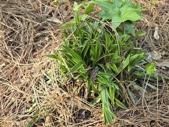 VARIEGATED MONKEY GRASS