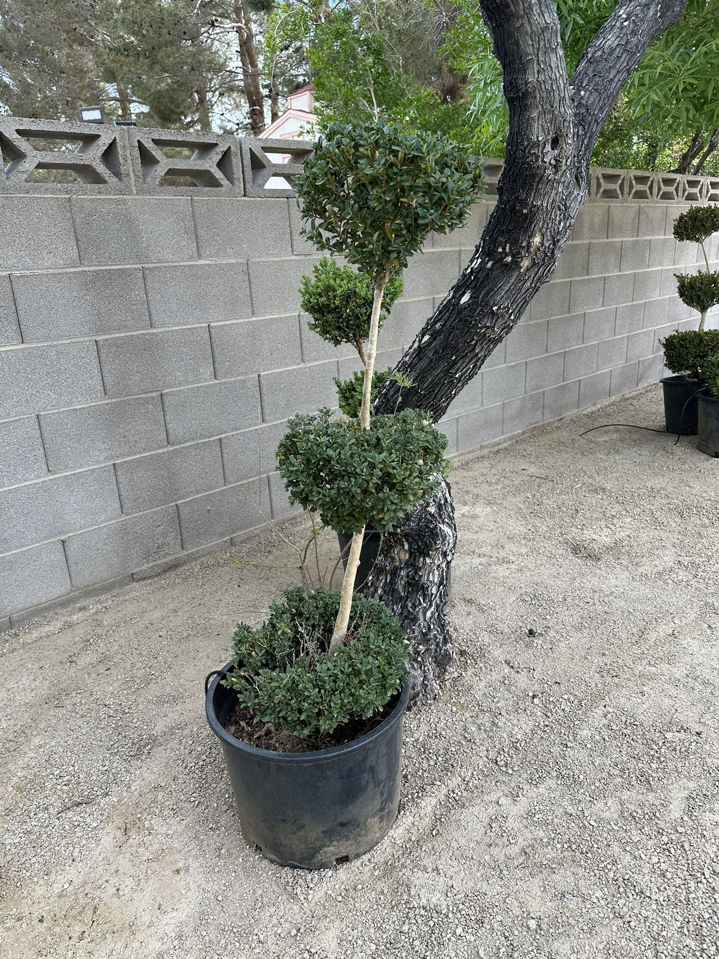 Topiary Box Wood Plants Real