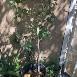 Planta De Guamúchil