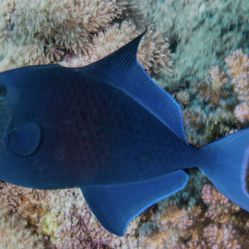 Free Blue Trigger Fish approx 2yrs Old 