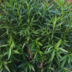 2 Free Oleander Plants