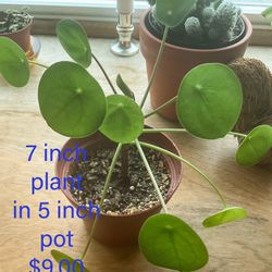 Live Chinese Money Plant - Healthy and Well-Rooted