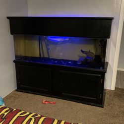 Fish Tank 100gal