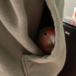 Lovebird With Cage And Toys