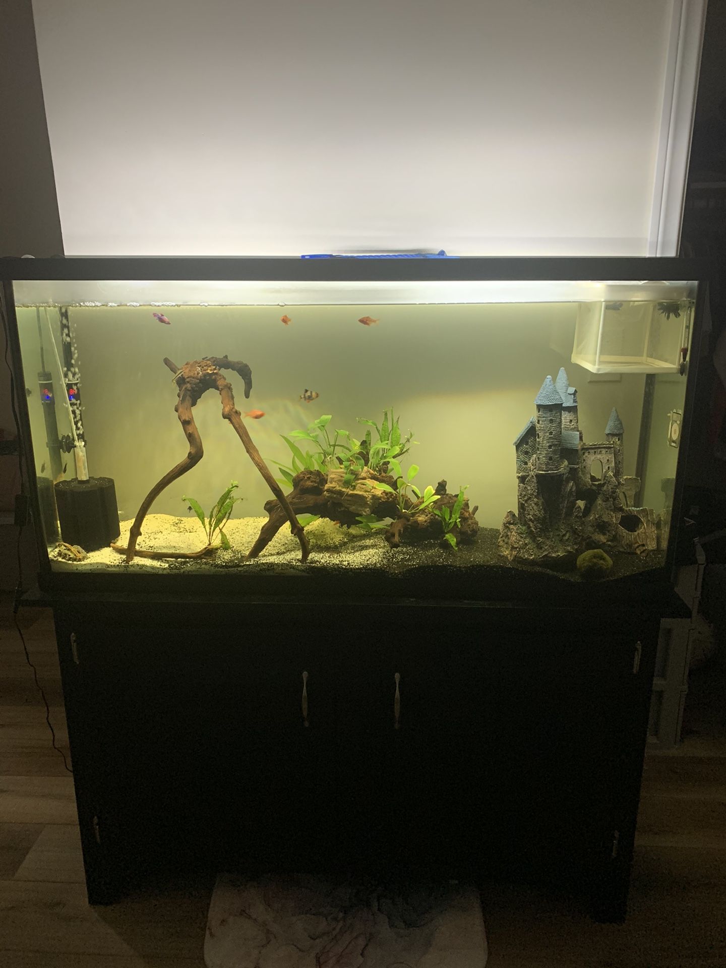 60 Gallon Fish Tank