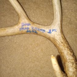 Deer Antlers 