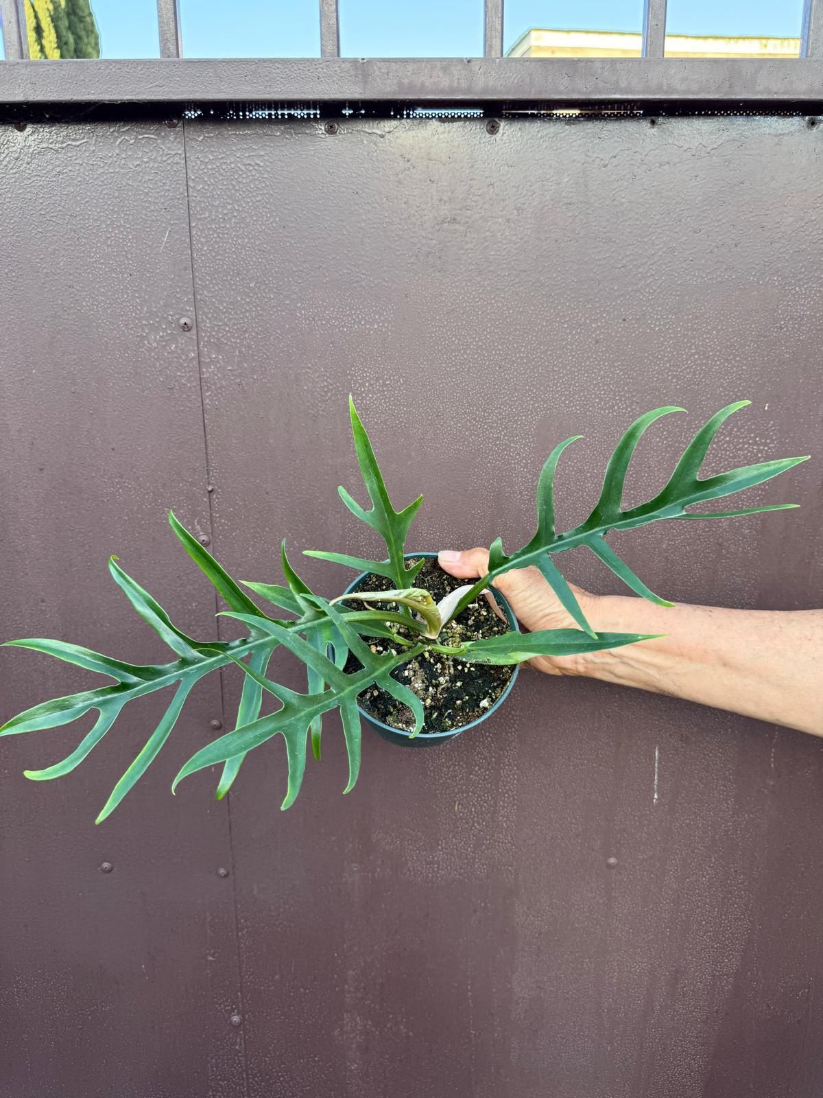 6” philodendron tortum wide form