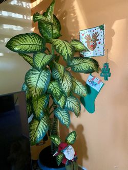 Dieffenbachia Tropic Snow 7-8ft Tall 💚 🌱