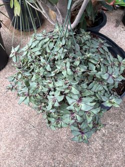 Redillas Dragon Tail Callisia soconuscensis Tradescantia Quetzalcoatl living plant