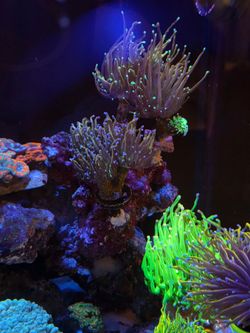 Fake coral decorations