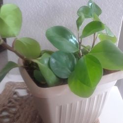 Plant for Inside!   Please!