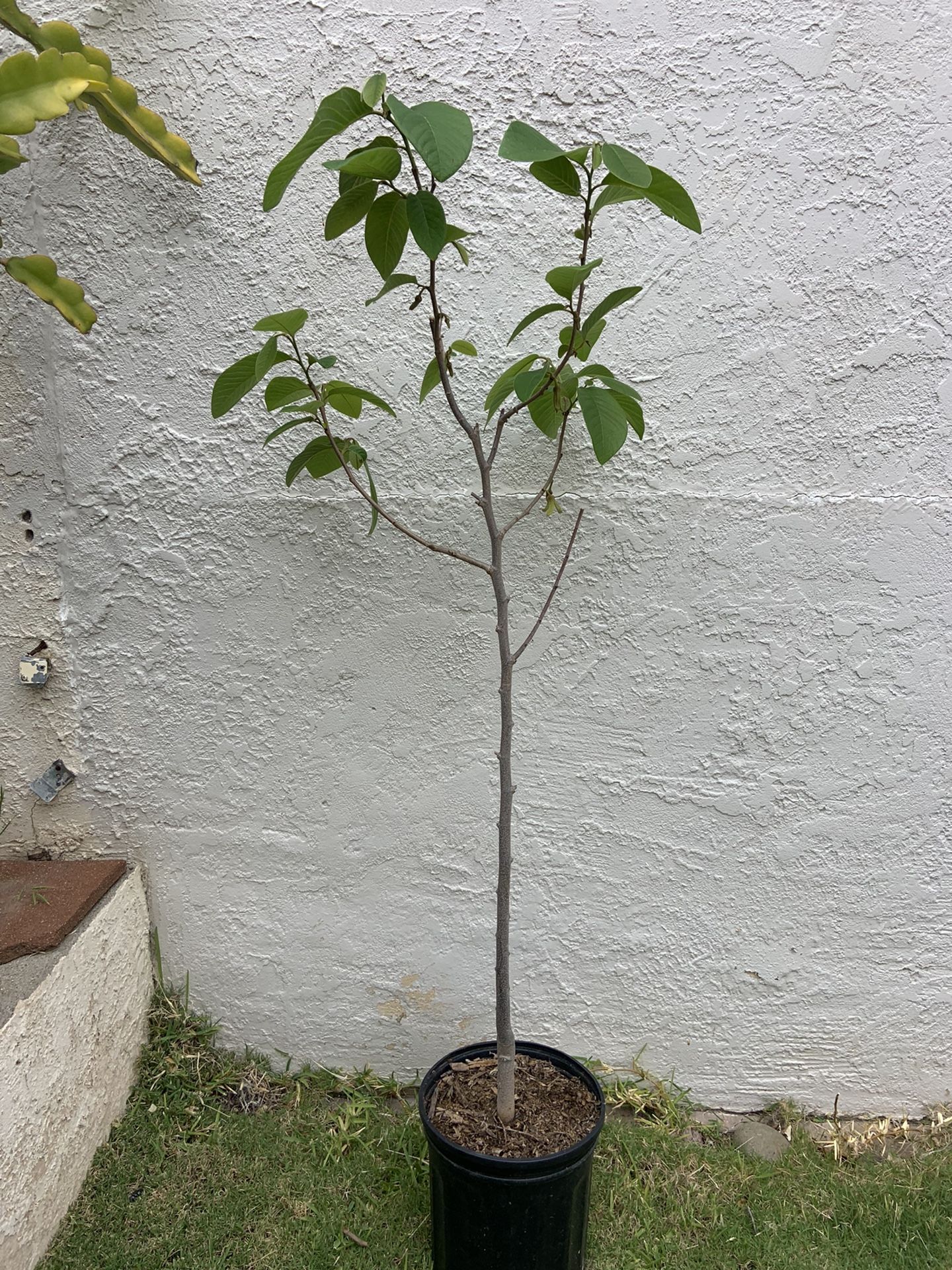 Cherimoya Tree with flowers