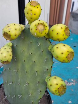 2 plantas de nopal disponibles