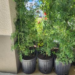 Rue plant 3 gallons