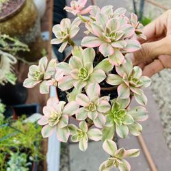 Aeonium Sweet Tea Imported Korea