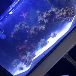 20 gallon innovative marine aio 
