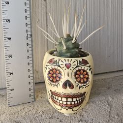 Paper Spine Cactus In Skeleton Planter 