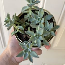 Mixed Blue-Green Succulents in Dolmas Tin