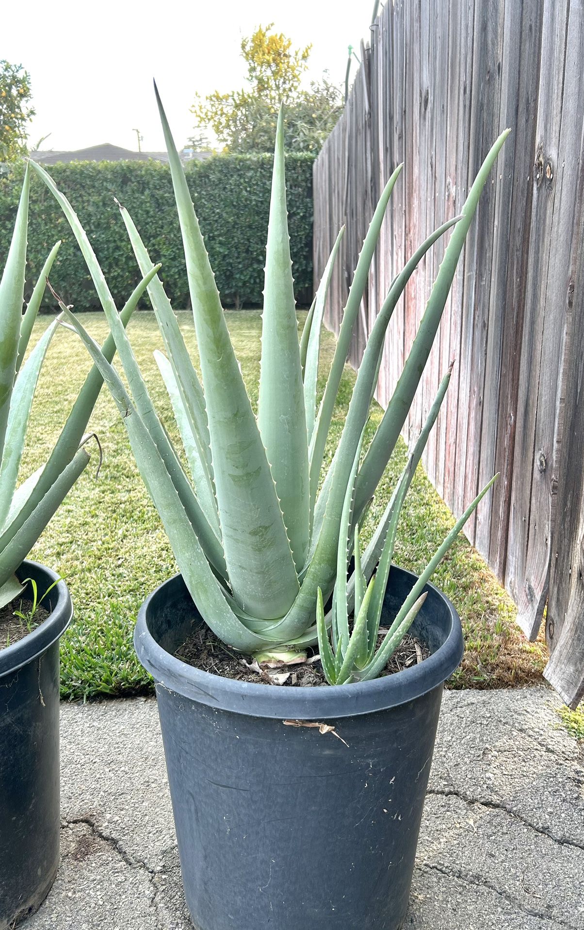 Large Aloe Plants