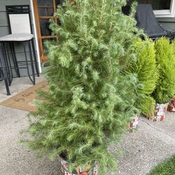 New Aleppo Pine Tree 