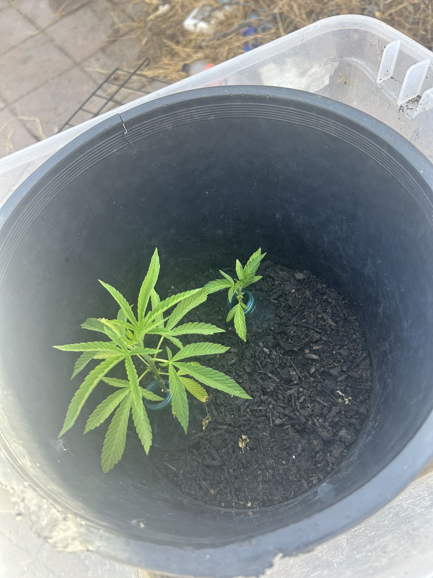 Two Lovely Flower Bud Plants ⛽️🌳