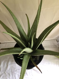 Aloe