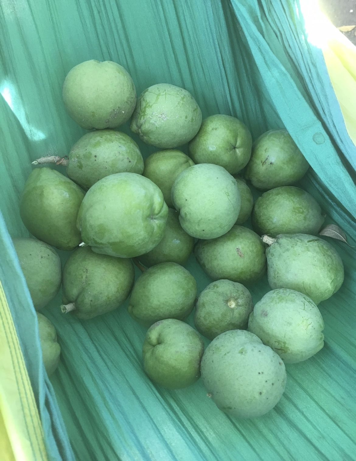 Fresh Sapote Harvested Today!!! 10/4/25