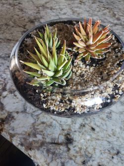 Decoración De Plantas Naturales