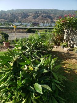 Plumeria clippings