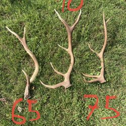 Natural Shed Elk Antlers