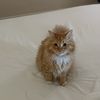 Robert