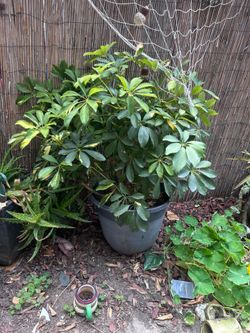 Umbrella plant