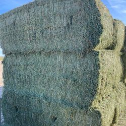 Alfalfa For Sale !! El Paso Tx