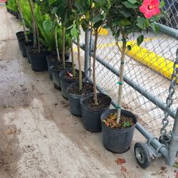 Tulipanes De ARBOL 3gallon Diferentes Colores 